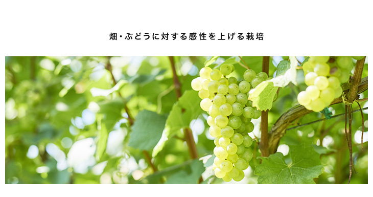 畑・ぶどうに対する感性を上げる栽培