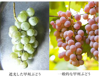 遮光ぶどうの比較