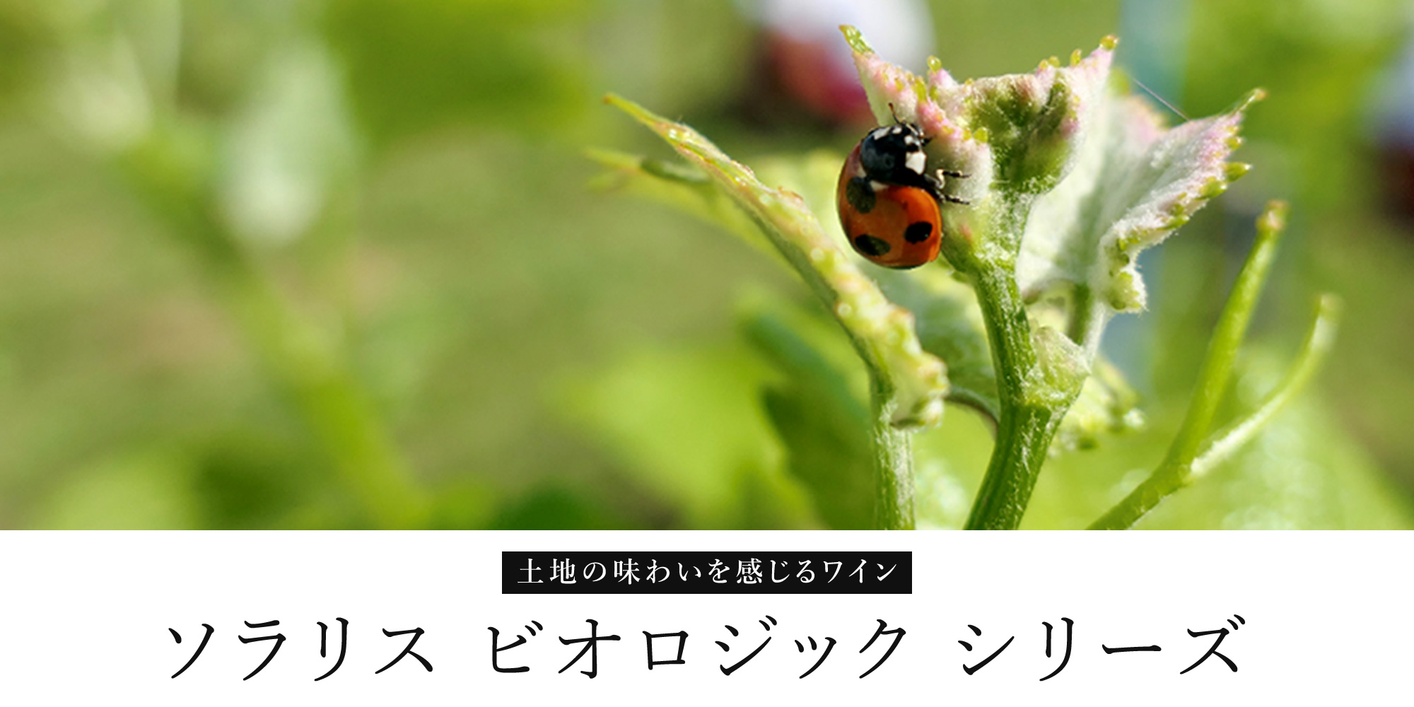 ソラリス ビオロジック