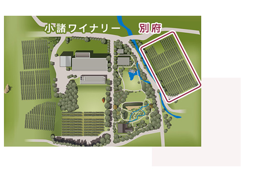 ソラリスビオロジックが生み出される畑