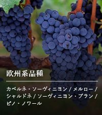 欧州系品種