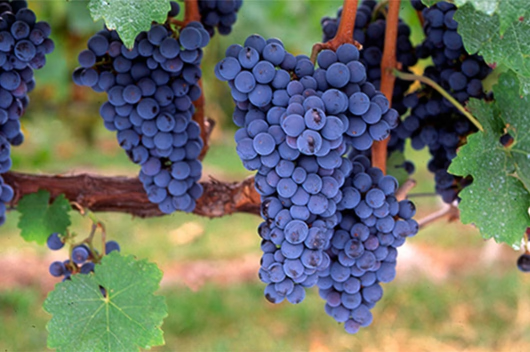 カベルネ・ソーヴィニヨン