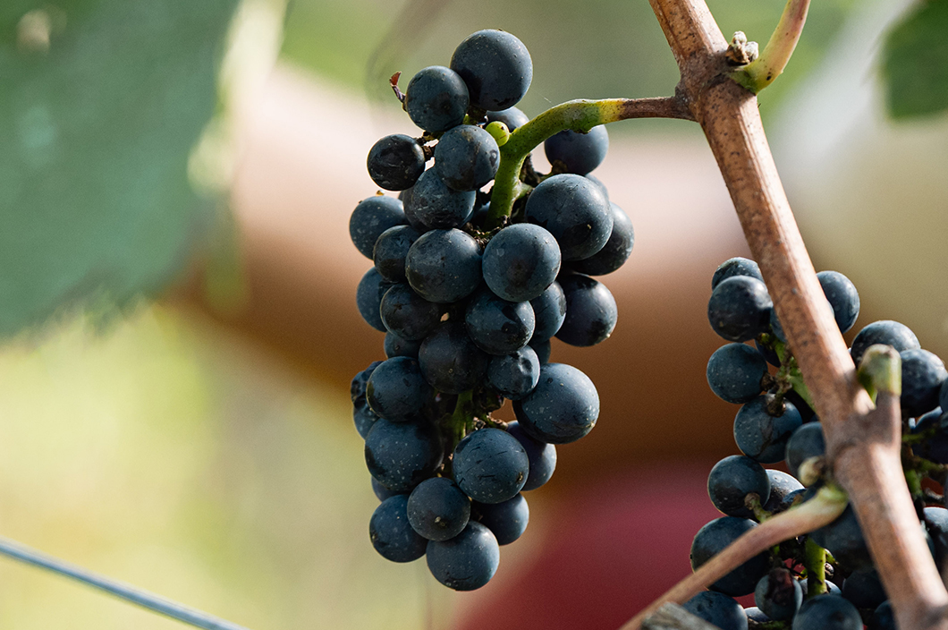 ピノ・ノワール