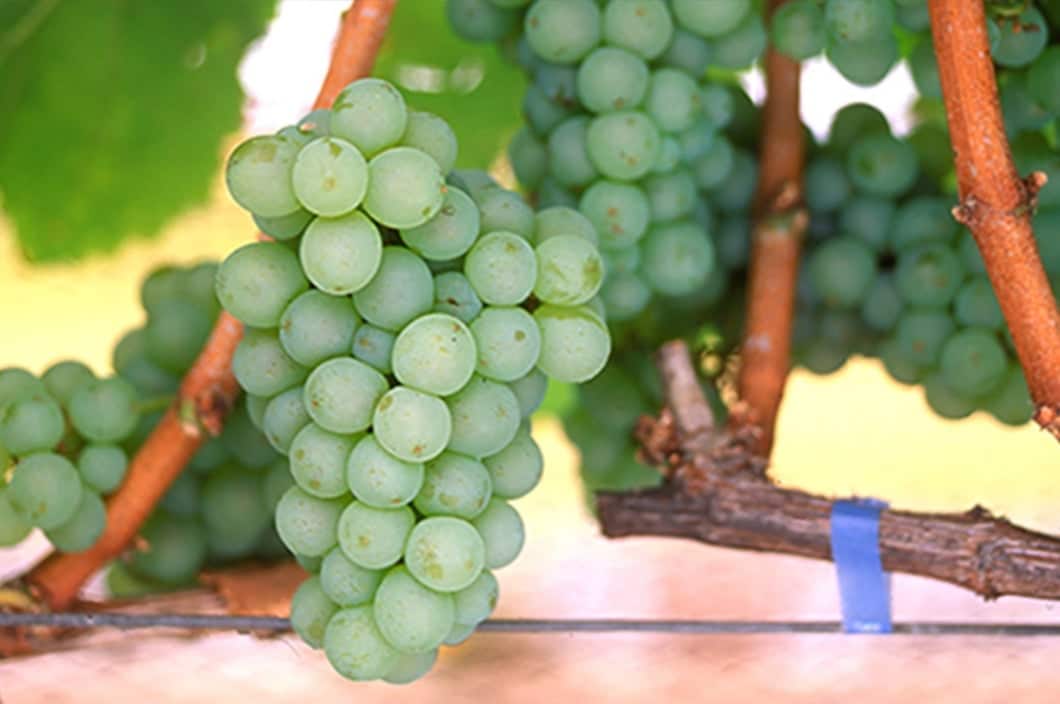 ソーヴィニヨン・ブラン