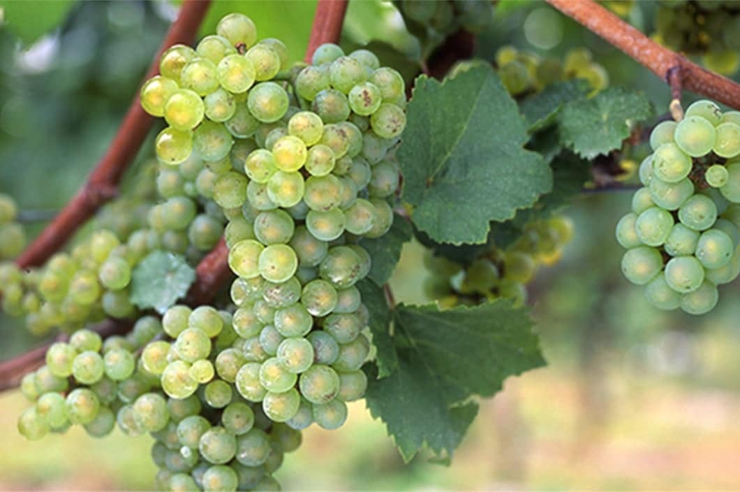 信濃リースリング