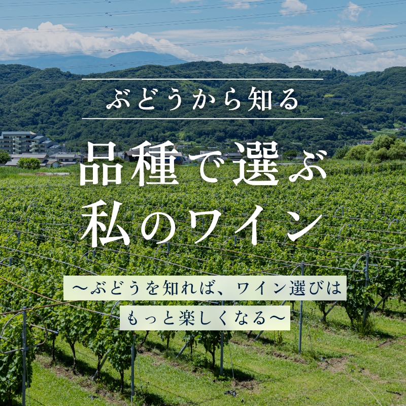 ブドウ品種紹介