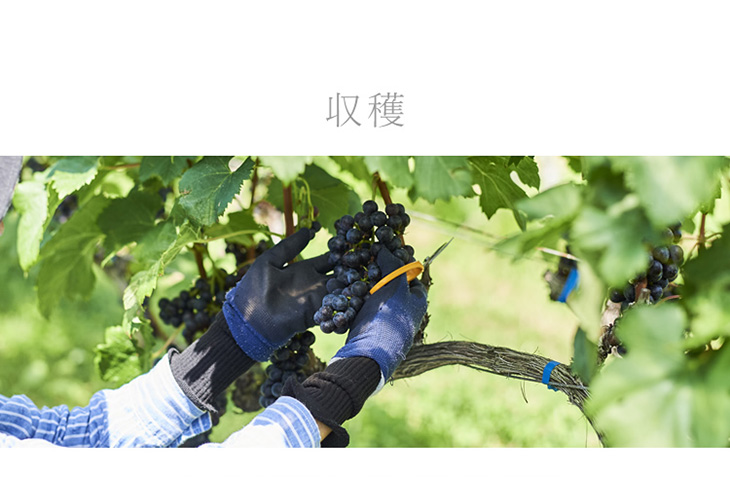 収穫