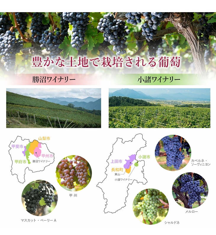 豊かな土地で栽培される葡萄